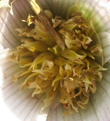 Colchicum melanthoides