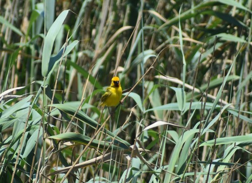 Southern Brown-throated Weaver (Ploceus xanthopterus)