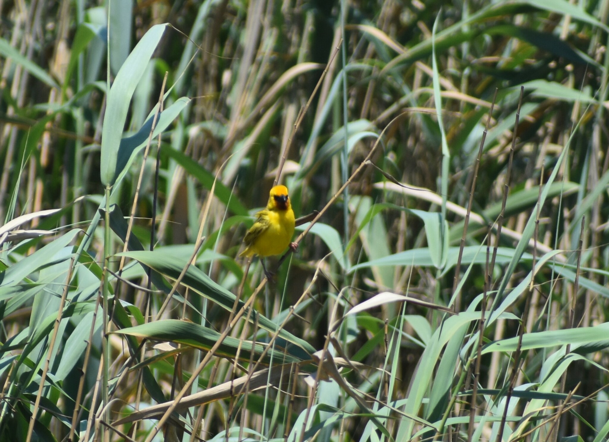 Southern Brown-throated Weaver (Ploceus xanthopterus), photo 1
