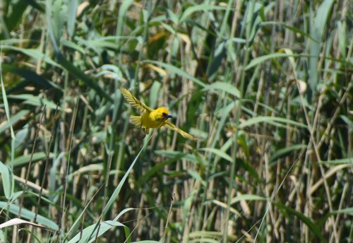 Southern Brown-throated Weaver (Ploceus xanthopterus), photo 2