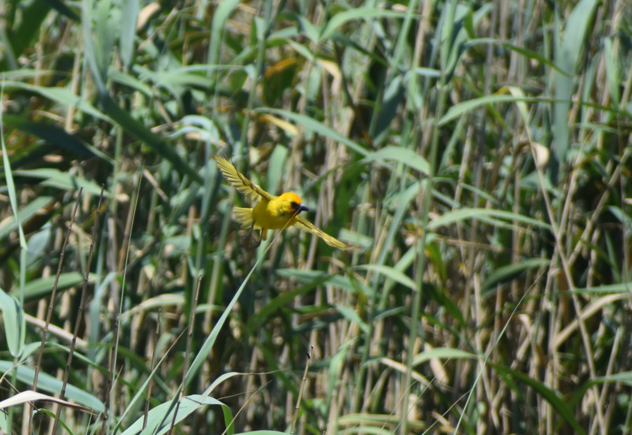 Southern Brown-throated Weaver (Ploceus xanthopterus), photo 2