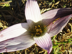 Colchicum melanthoides