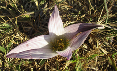 Colchicum melanthoides