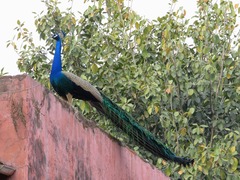 Pavo cristatus