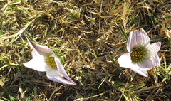 Colchicum melanthoides