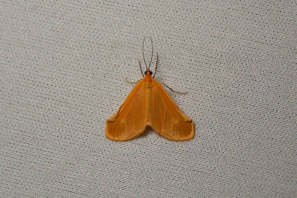 Eubaphe lobula
