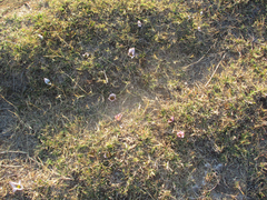 Colchicum melanthoides