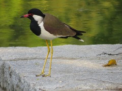Vanellus indicus