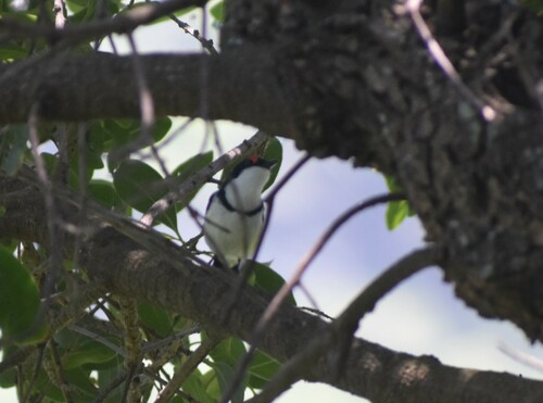 Black-throated Wattle-eye (Platysteira peltata)