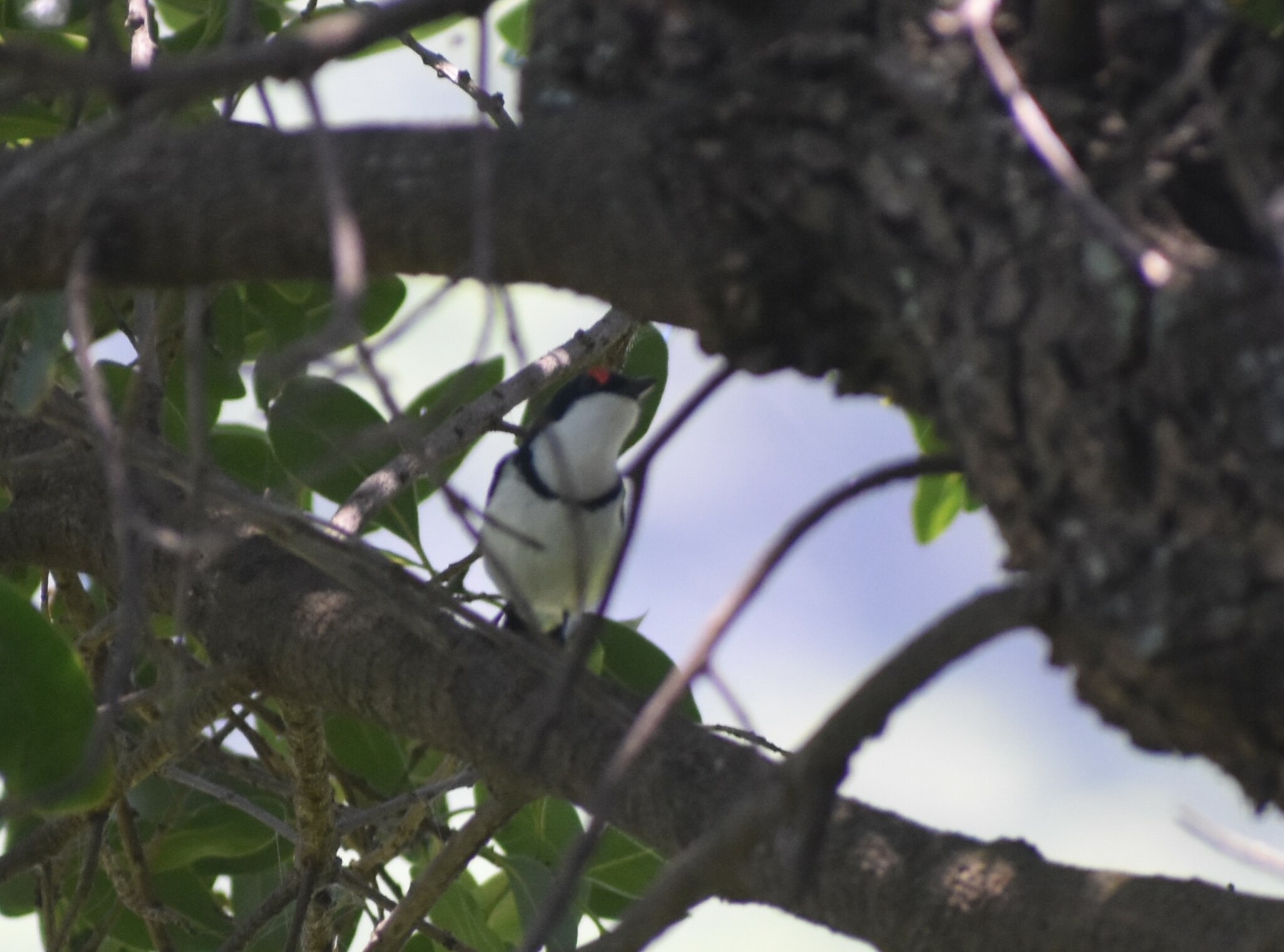 Black-throated Wattle-eye (Platysteira peltata), photo 1
