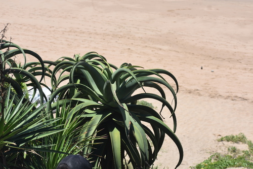 Image of Dune Aloe (Aloe thraskii) by (c) Justin Ponder, some rights reserved (CC BY)