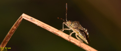 Rhopalus sapporensis