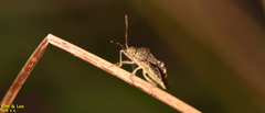 Rhopalus sapporensis