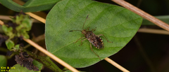 Rhopalus sapporensis