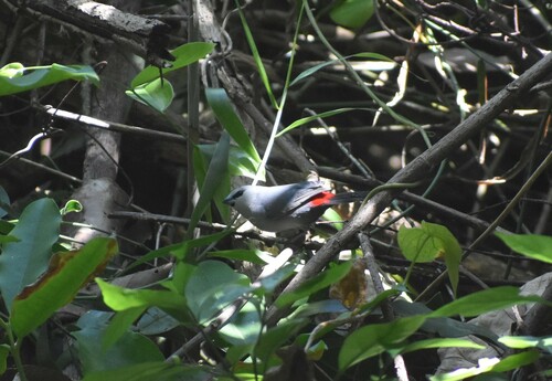 Grey Waxbill (Glaucestrilda perreini), photo 7