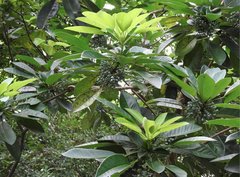 Daphniphyllum calycinum