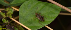 Rhopalus sapporensis