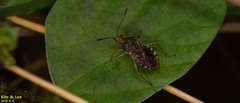 Rhopalus sapporensis
