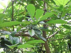Daphniphyllum calycinum