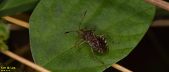 Rhopalus sapporensis