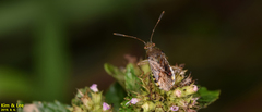 Rhopalus sapporensis