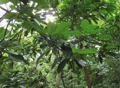 Daphniphyllum calycinum