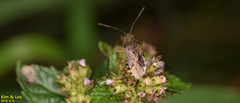 Rhopalus sapporensis