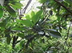Daphniphyllum calycinum