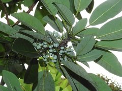 Daphniphyllum calycinum