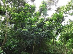 Daphniphyllum calycinum