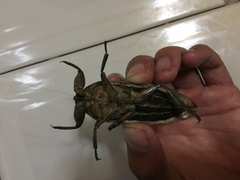 Lethocerus angustipes