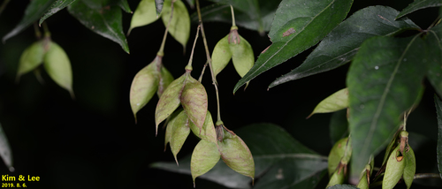 Japanese bladdernut (Staphylea bumalda)