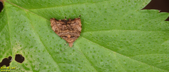 Choreutis hyligenes