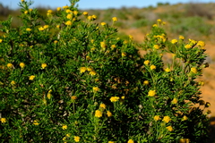 Euryops multifidus