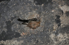 Aerodramus unicolor