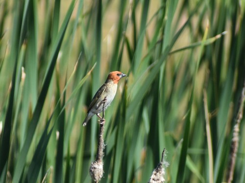 Red-headed Quelea (Quelea erythrops), photo 2