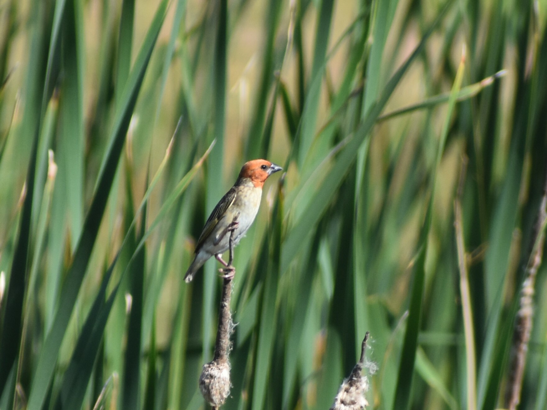 Red-headed Quelea (Quelea erythrops), photo 1