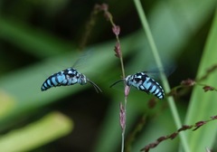 Thyreus himalayensis