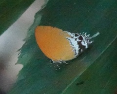 Eooxylides tharis distanti