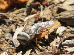 Tabanus trimaculatus