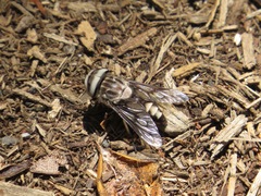 Tabanus trimaculatus