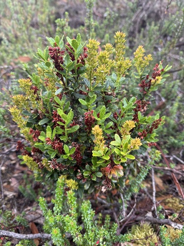 Tetracarpaea tasmannica (Tetracarpaea tasmannica)