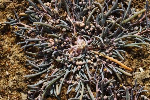 Kewa arenicola (Kewa arenicola)