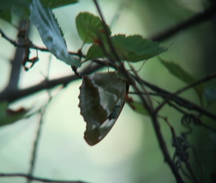 Argynnis sagana