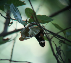 Argynnis sagana