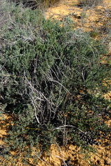Rafnia diffusa