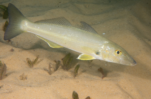 Blue-nose (Sillago ciliata) — Sillaginidae — 4