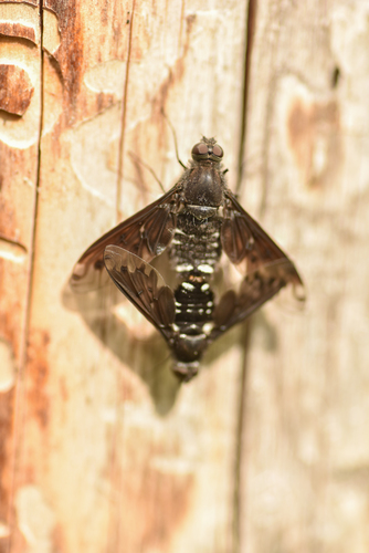 Anthracite Bee-Fly, photo 5 of 10