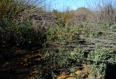 Rafnia diffusa