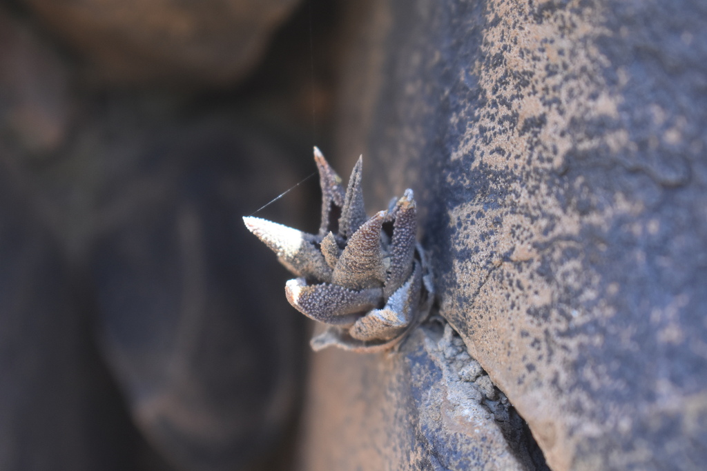 Haworthiopsis granulata, Namakwa District Municipality, South Africa